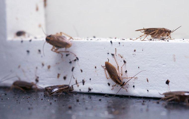 Diệt gián Đức