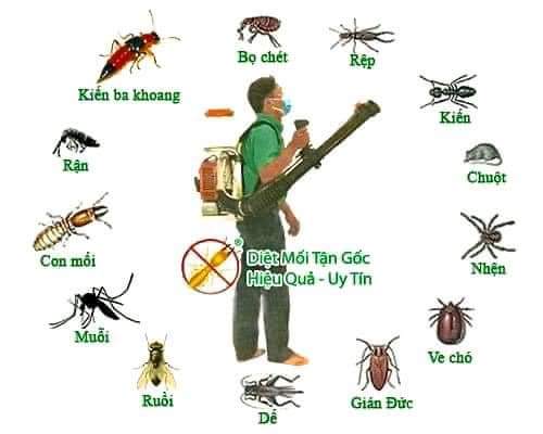 Diệt mối tận gốc
